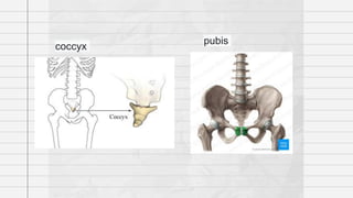 coccyx
pubis
 