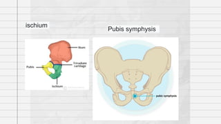ischium
Pubis symphysis
 