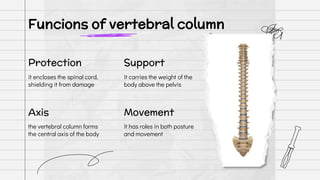 Funcions of vertebral column
it encloses the spinal cord,
shielding it from damage
the vertebral column forms
the central axis of the body
it has roles in both posture
and movement
it carries the weight of the
body above the pelvis
Protection
Axis Movement
Support
 
