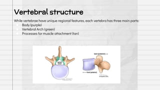 While vertebrae have unique regional features, each vertebra has three main parts:
● Body (purple)
● Vertebral Arch (green)
● Processes for muscle attachment (tan)
Vertebral structure
 
