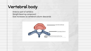 ● Anterior part of vertebra
● Weight-bearing component
● Size increases as vertebral column descends
Vertebral body
 