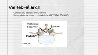 ● Consists of 2 pedicles and 2 lamina
● Forms a hole for spinal cord called the VERTEBRAL FORAMEN
Vertebral arch
 