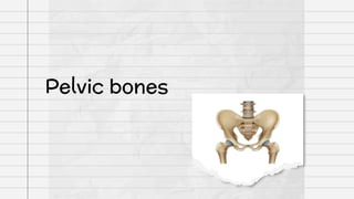 Pelvic bones
 
