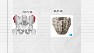 iliac crest sacrum
 