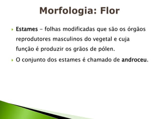 Morfologia: FlorEstames - folhas modificadas que são os órgãos reprodutores masculinos do vegetal e cuja função é produzir os grãos de pólen. O conjunto dos estames é chamado de androceu.