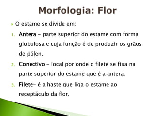 Morfologia: FlorO estame se divide em:Antera- parte superior do estame com forma globulosa e cuja função é de produzir os grãos de pólen.Conectivo- local por onde o filete se fixa na parte superior do estame que é a antera.Filete- é a haste que liga o estame ao receptáculo da flor.