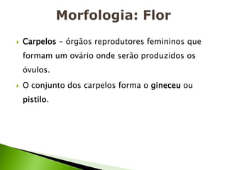 Morfologia: FlorCarpelos - órgãos reprodutores femininos que formam um ovário onde serão produzidos os óvulos.O conjunto dos carpelos forma o gineceu ou     pistilo.