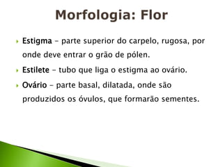 Morfologia: FlorEstigma - parte superior do carpelo, rugosa, por onde deve entrar o grão de pólen.Estilete - tubo que liga o estigma ao ovário.Ovário - parte basal, dilatada, onde são produzidos os óvulos, que formarão sementes.