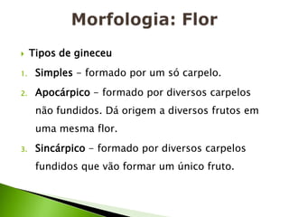 Morfologia: FlorTipos de gineceuSimples - formado por um só carpelo.Apocárpico- formado por diversos carpelos não fundidos. Dá origem a diversos frutos em uma mesma flor.Sincárpico- formado por diversos carpelos fundidos que vão formar um único fruto.