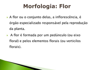 Morfologia: FlorA flor ou o conjunto delas, a inflorescência, é órgão especializado responsável pela reprodução da planta. A flor é formada por um pedúnculo (ou eixo floral) e pelos elementos florais (ou verticilos florais).