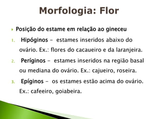 Morfologia: FlorPosição do estame em relação ao gineceuHipóginos -  estames inseridos abaixo do ovário. Ex.: flores do cacaueiro e da laranjeira.Períginos -  estames inseridos na região basal ou mediana do ovário. Ex.: cajueiro, roseira. Epíginos -  os estames estão acima do ovário. Ex.: cafeeiro, goiabeira.