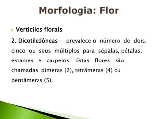 Morfologia: FlorVerticilos florais2. Dicotiledôneas -  prevalece o  número  de  dois, cinco  ou  seus  múltiplos  para  sépalas, pétalas,   estames   e   carpelos.   Estas   flores   são chamadas  dímeras (2), tetrâmeras (4) ou pentâmeras (5).