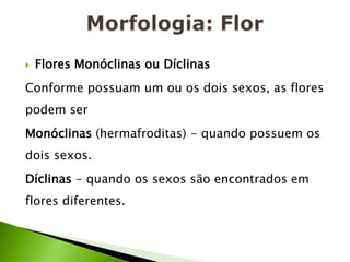 Morfologia: FlorFlores Monóclinas ou DíclinasConforme possuam um ou os dois sexos, as flores podem serMonóclinas(hermafroditas) - quando possuem os dois sexos.Díclinas - quando os sexos são encontrados em flores diferentes.