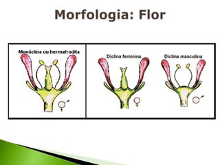Morfologia: Flor