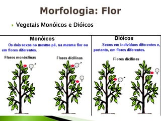 Morfologia: FlorVegetais Monóicos e Dióicos