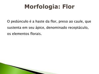 Morfologia: FlorO pedúnculo é a haste da flor, preso ao caule, que sustenta em seu ápice, denominado receptáculo, os elementos florais.
