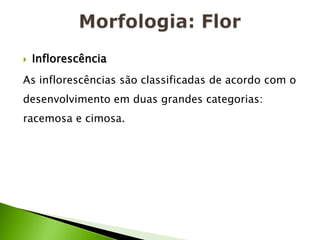 Morfologia: FlorInflorescênciaAs inflorescências são classificadas de acordo com o desenvolvimento em duas grandes categorias: racemosa e cimosa.
