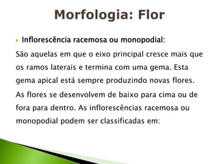 Morfologia: FlorInflorescência racemosa ou monopodial: São aquelas em que o eixo principal cresce mais que os ramos laterais e termina com uma gema. Esta gema apical está sempre produzindo novas flores.As flores se desenvolvem de baixo para cima ou de fora para dentro. As inflorescências racemosa ou monopodial podem ser classificadas em: