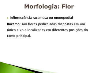 Morfologia: FlorInflorescência racemosa ou monopodial Racemo: são flores pediceladas dispostas em um único eixo e localizadas em diferentes posições do ramo principal. 