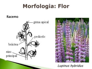 Morfologia: FlorRacemoLupinus hybridus