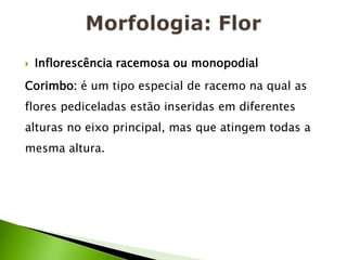 Morfologia: FlorInflorescência racemosa ou monopodial Corimbo: é um tipo especial de racemo na qual as flores pediceladas estão inseridas em diferentes alturas no eixo principal, mas que atingem todas a mesma altura. 