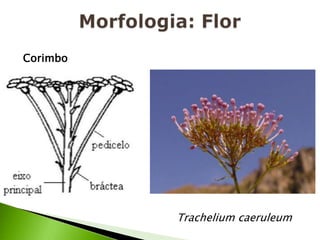 Morfologia: FlorCorimboTrachelium caeruleum