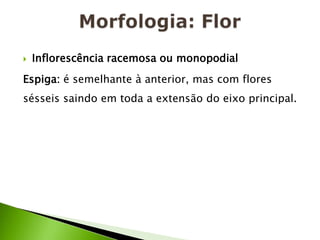 Morfologia: FlorInflorescência racemosa ou monopodial Espiga: é semelhante à anterior, mas com flores sésseis saindo em toda a extensão do eixo principal.