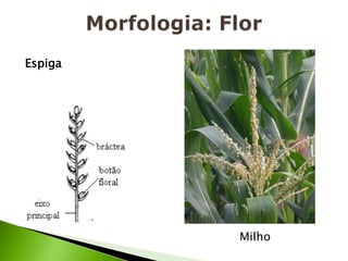 Morfologia: FlorEspigaMilho