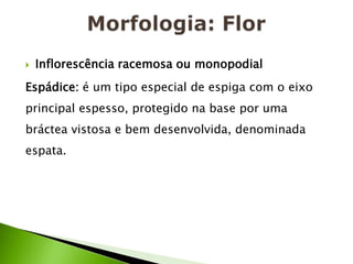 Morfologia: FlorInflorescência racemosa ou monopodial Espádice: é um tipo especial de espiga com o eixo principal espesso, protegido na base por uma bráctea vistosa e bem desenvolvida, denominada espata.