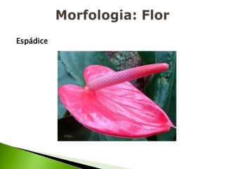 Morfologia: FlorEspádice