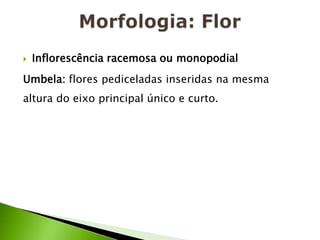 Morfologia: FlorInflorescência racemosa ou monopodial Umbela: flores pediceladas inseridas na mesma altura do eixo principal único e curto.