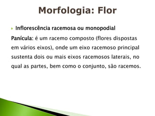 Morfologia: FlorInflorescência racemosa ou monopodial Panícula: é um racemo composto (flores dispostas em vários eixos), onde um eixo racemoso principal sustenta dois ou mais eixos racemosos laterais, no qual as partes, bem como o conjunto, são racemos.