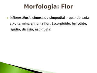 Morfologia: FlorInflorescência cimosa ou simpodial - quando cada eixo termina em uma flor. Escorpióide, helicóide, ripídio, dicásio, espigueta.