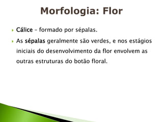 Morfologia: FlorCálice – formado por sépalas.As sépalas geralmente são verdes, e nos estágios iniciais do desenvolvimento da flor envolvem as outras estruturas do botão floral.