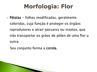 Morfologia: FlorPétalas - folhas modificadas, geralmente coloridas, cuja função é proteger os órgãos reprodutores e atrair pássaros ou insetos, que irão transportar os grãos de pólen de uma flor a outra.   Seu conjunto forma a corola.