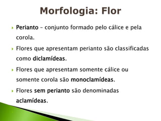 Morfologia: FlorPerianto – conjunto formado pelo cálice e pela corola.Flores que apresentam perianto são classificadas como diclamídeas.Flores que apresentam somente cálice ou somente corola são monoclamídeas. Flores sem perianto são denominadas aclamídeas.