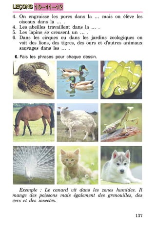 137
LEÇONS 10–11–12
4.	On engraisse les porcs dans la … mais on élève les
oiseaux dans la … .
4.	Les abeilles travaillent dans la … .
5.	Les lapins se creusent un … .
6.	Dans les cirques ou dans les jardins zoologiques on
voit des lions, des tigres, des ours et d’autres animaux
sauvages dans les … .
6.	Fais les phrases pour chaque dessin.
Exemple : Le canard vit dans les zones humides. Il
mange des poissons mais également des grenouilles, des
vers et des insectes.
 