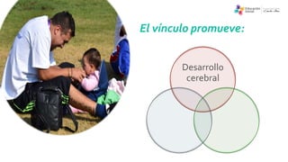 El vínculo promueve:
Desarrollo
cerebral
 