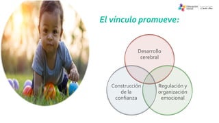 El vínculo promueve:
Desarrollo
cerebral
Regulación y
organización
emocional
Construcción
de la
confianza
 