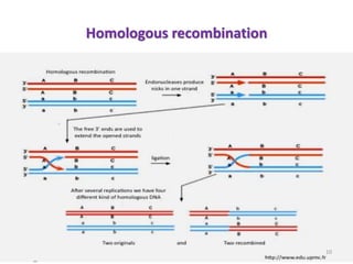 Homologous recombination
10
 