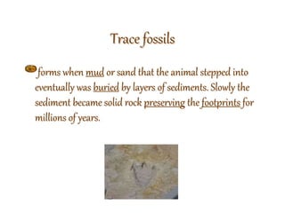 Trace fossils
forms when mud or sand that the animal stepped into
eventually was buried by layers of sediments. Slowly the
sediment became solid rock preserving the footprints for
millions of years.
 