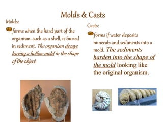 Molds & Casts
Molds:
forms when the hard part of the
organism, such as a shell, is buried
in sediment. The organism decays
leaving a hollow mold in the shape
of the object.
Casts:
forms if water deposits
minerals and sediments into a
mold. The sediments
harden into the shape of
the mold looking like
the original organism.
 