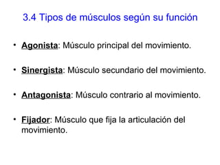 3.4 Tipos de músculos según su función Agonista : Músculo principal del movimiento. Sinergista : Músculo secundario del movimiento. Antagonista : Músculo contrario al movimiento. Fijador : Músculo que fija la articulación del movimiento.