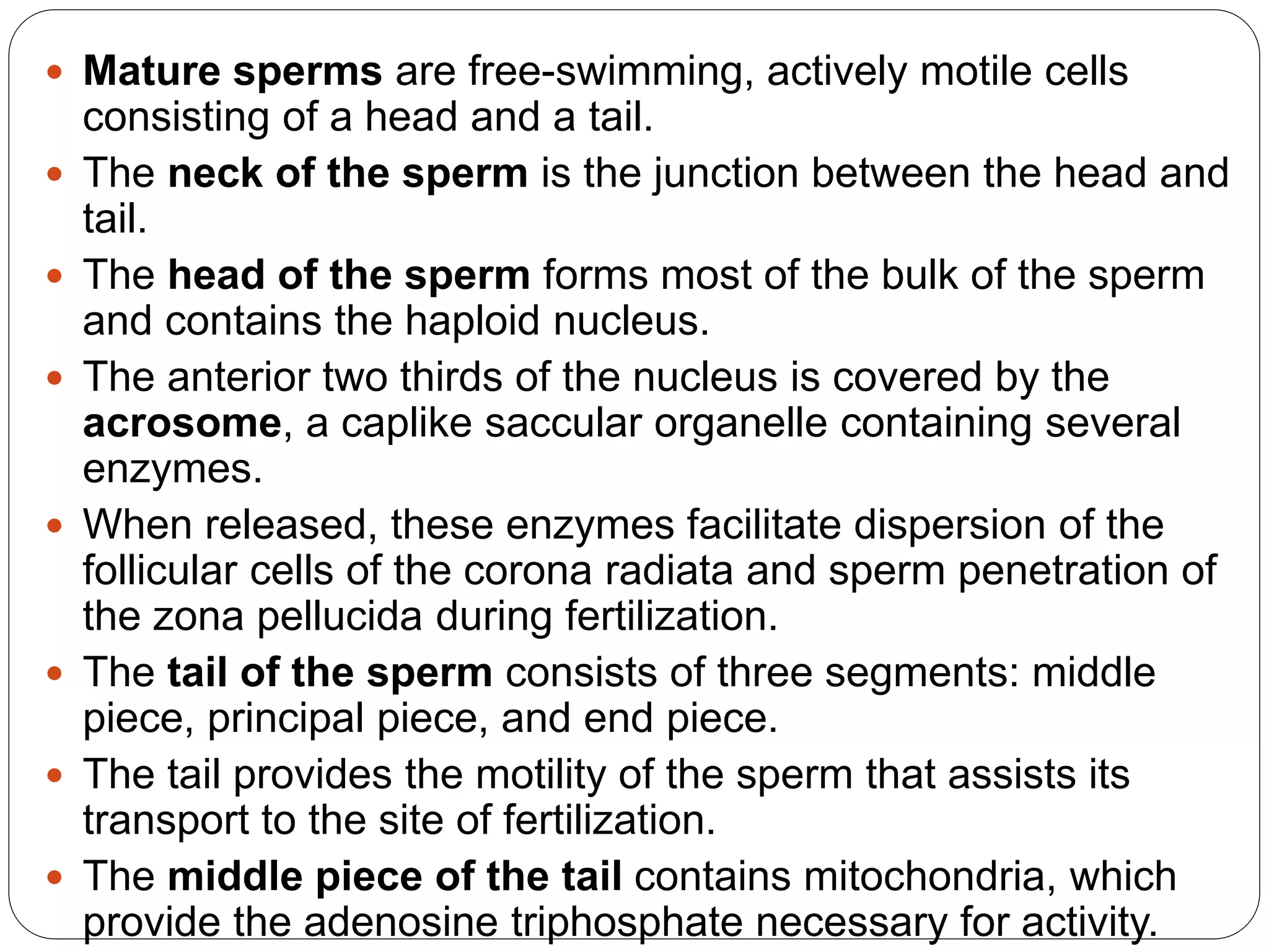 3_GAMETOGENESIS,_FERTILIZATION,[1].pptx