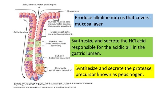 3 a gastric secretion and its regulation