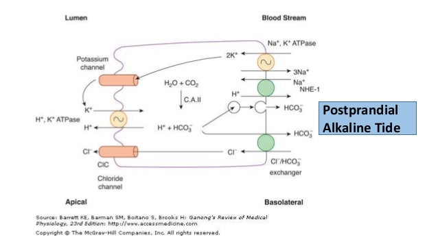 3 A Gastric Secretion And Its Regulation
