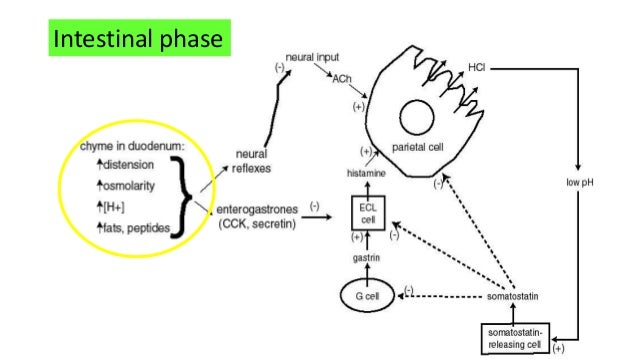 3 A Gastric Secretion And Its Regulation