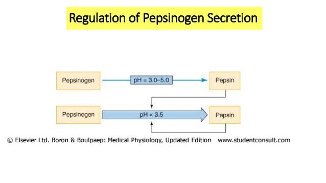 3 A Gastric Secretion And Its Regulation