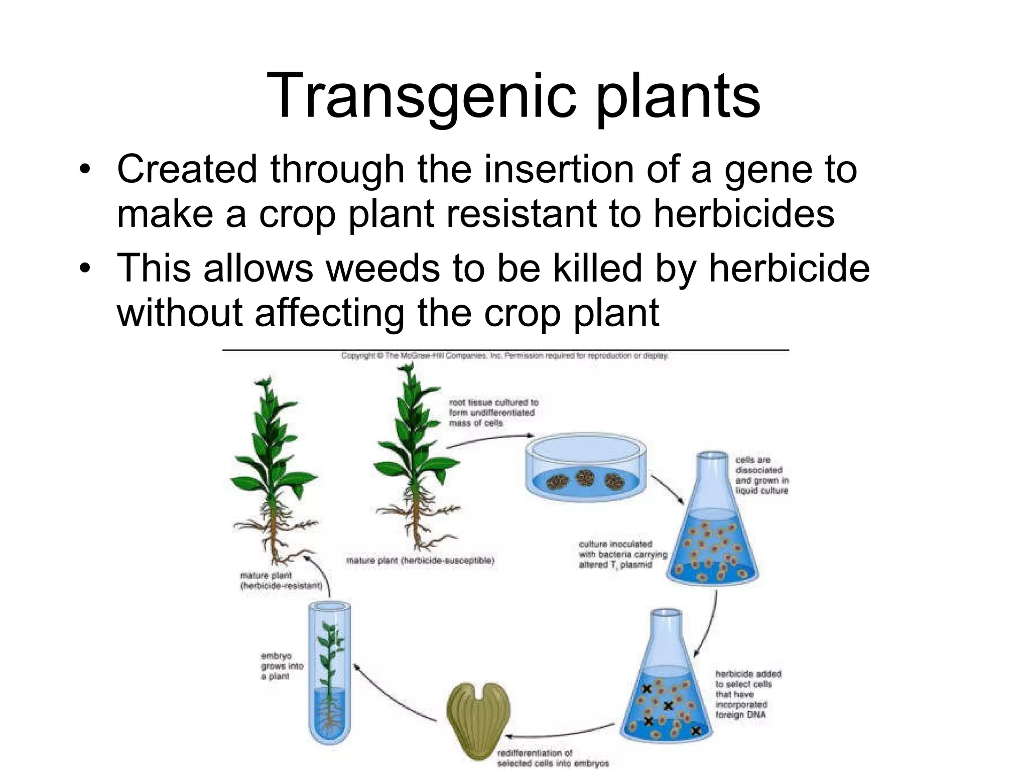 Transgenic plants Created through the insertion of a gene to make a crop plant resistant to herbicides This allows weeds to be killed by herbicide without affecting the crop plant 