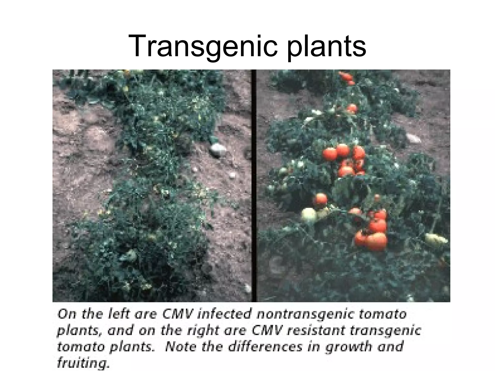 Transgenic plants 